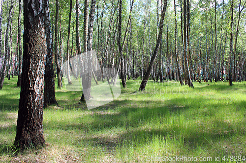 Image of Beautiful birchwood in the spring