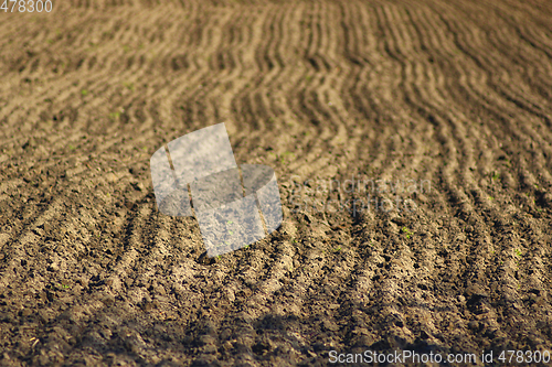 Image of plowed land ready for planting potato in the village