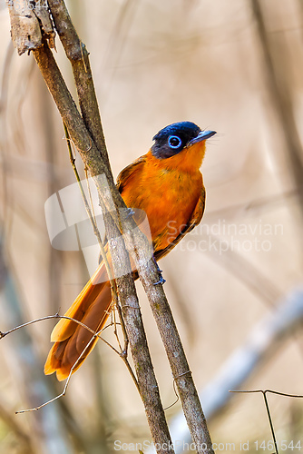 Image of Madagascar bird Paradise-flycatcher, Terpsiphone mutata