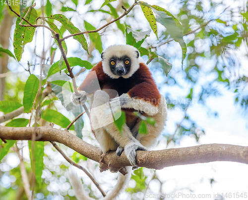 Image of Coquerel\'s sifaka, Madagascar wildlife