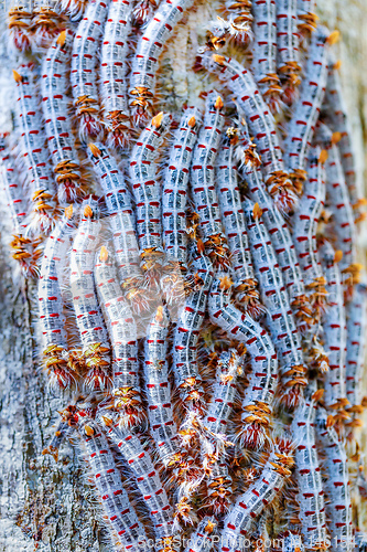 Image of Shoe Lace caterpillars Madagascar wildlife