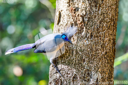 Image of bird Crested coua (Coua cristata) Madagascar