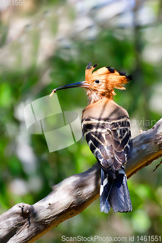 Image of Madagascan hoopoe Madagascar wildlife bird