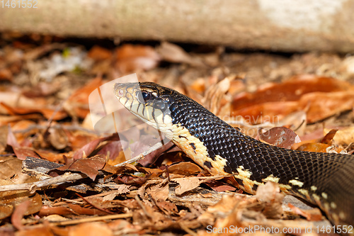Image of Malagasy snake Giant Hognose, Madagascar wildlife