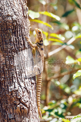 Image of common collared iguanid lizard, madagascar