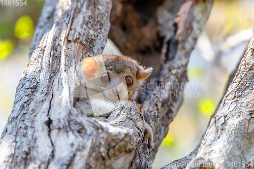 Image of small night sportive lemur, Madagascar wildlife