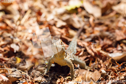 Image of common collared iguanid lizard, madagascar