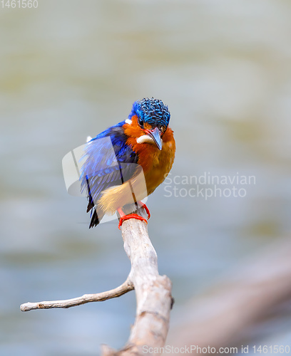 Image of bird kingfisher, madagascar wildlife