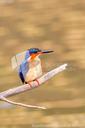 Image of bird kingfisher, madagascar wildlife