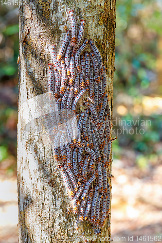 Image of Shoe Lace caterpillars Madagascar wildlife