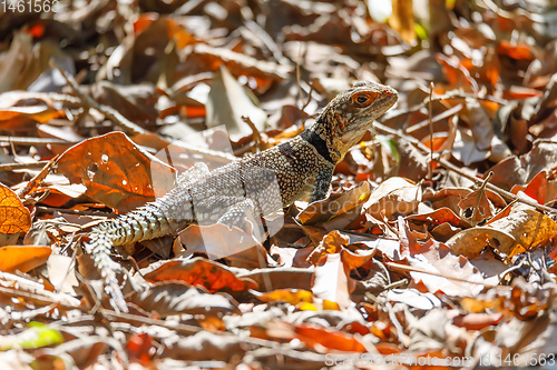 Image of common collared iguanid lizard, madagascar