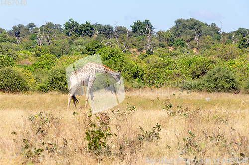 Image of South African giraffe Chobe, Botswana safari