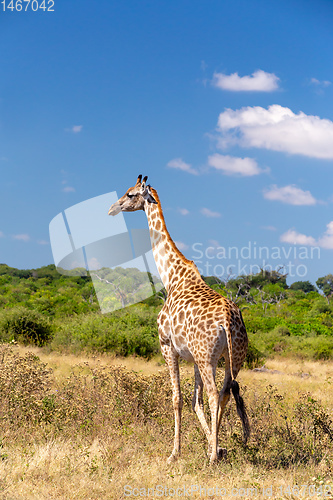 Image of South African giraffe Chobe, Botswana safari