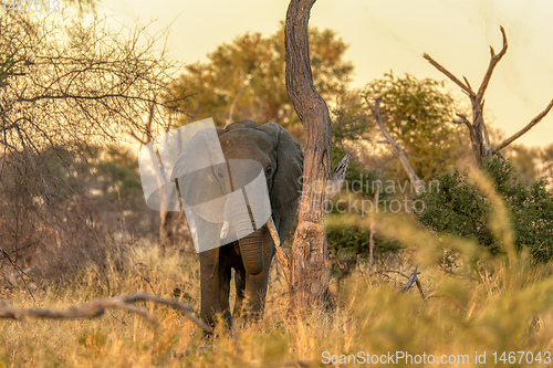 Image of African Elephant in Moremi, Botswana safari wildlife