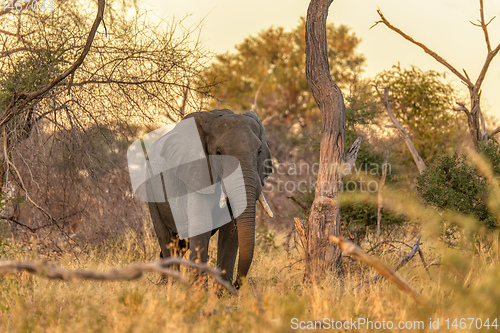 Image of African Elephant in Moremi, Botswana safari wildlife