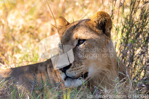 Image of lion without a mane Botswana Africa safari wildlife