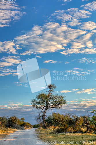 Image of Moremi game reserve landscape, Africa wilderness