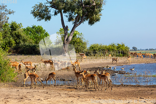 Image of drinking herd of impala in Chobe, Botswana