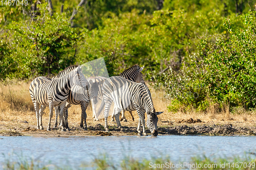 Image of Zebra in bush, Botswana Africa wildlife