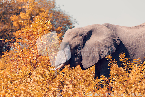Image of African Elephant in Chobe, Botswana safari wildlife