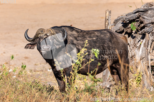 Image of Cape Buffalo at Chobe, Botswana safari wildlife
