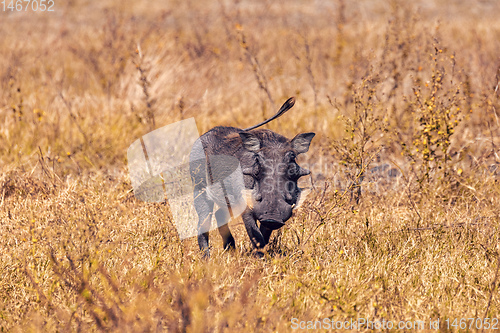 Image of Warthog in Chobe reserve, Botswana safari wildlife