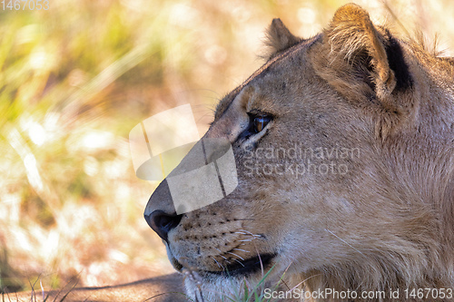 Image of lion without a mane Botswana Africa safari wildlife