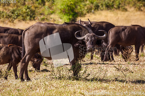 Image of Cape Buffalo at Chobe, Botswana safari wildlife