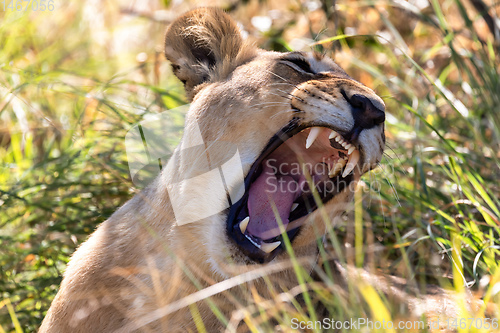 Image of lion without a mane Botswana Africa safari wildlife