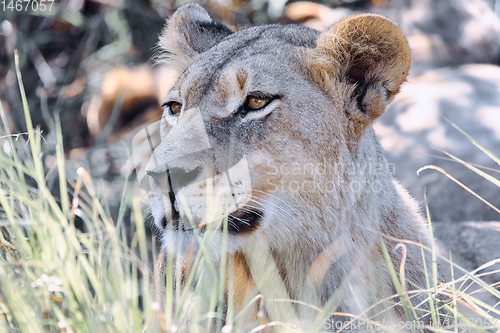 Image of lion without a mane Botswana Africa safari wildlife