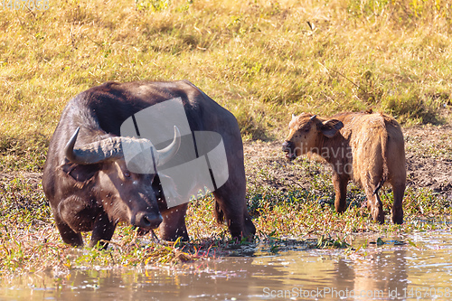 Image of Cape Buffalo at Chobe, Botswana safari wildlife