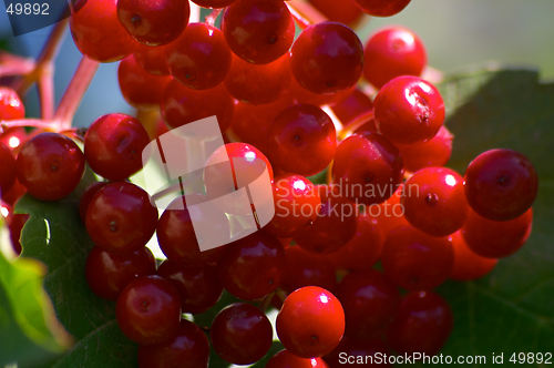 Image of Berries of arrowwood