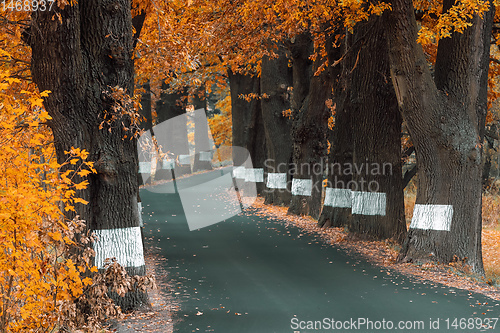 Image of fall colored trees on alley in autumn