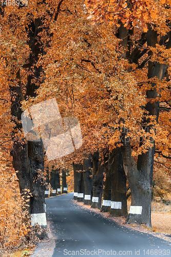 Image of fall colored trees on alley in autumn