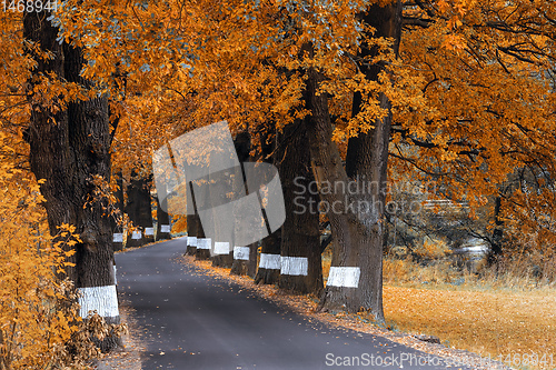 Image of fall colored trees on alley in autumn