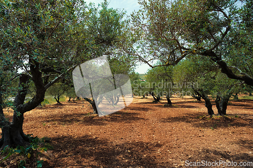 Image of Olive trees Olea europaea in Crete, Greece for olive oil production