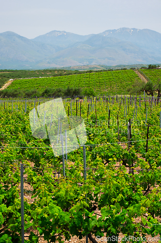 Image of Wineyard with grape rows