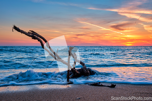 Image of ld wood trunk snag in water at beach on beautiful sunset