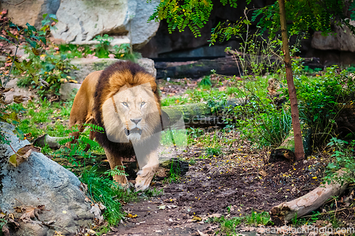 Image of Lion in jungle forest in nature