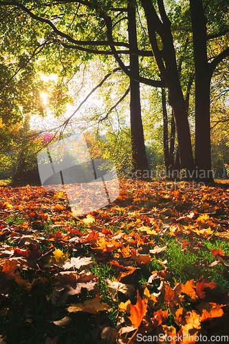 Image of Golden autumn fall October in famous Munich relax place - Englishgarten. Munchen, Bavaria, Germany