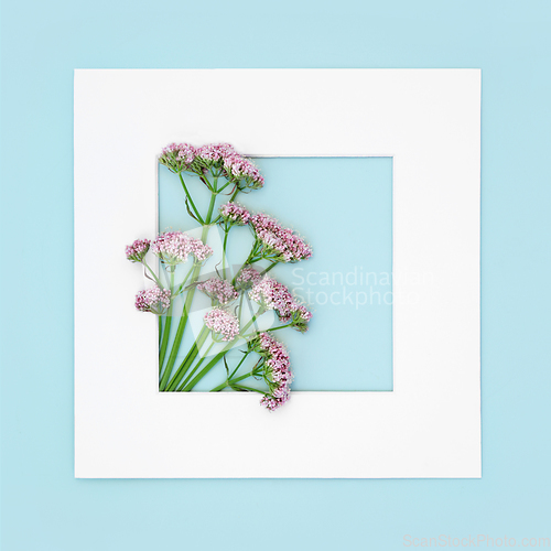 Image of Valerian Herb Flower Background Border Composition 