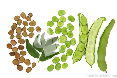 Image of Broad Bean Legumes High Fibre Health Food 