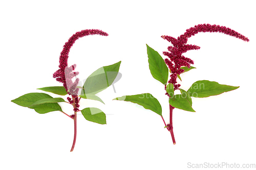 Image of Amaranthus Plants with Amaranth Seeds