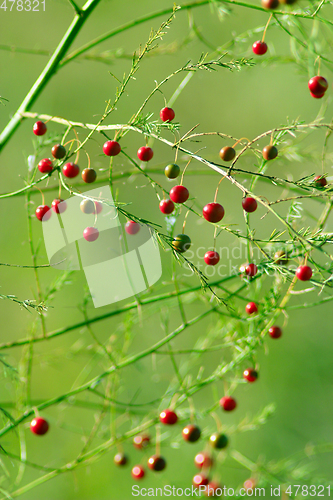 Image of fruits of asparagus officinalis