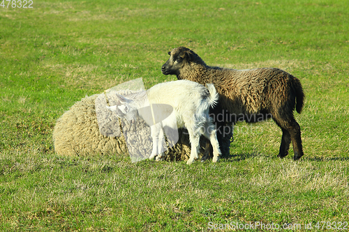 Image of goats and lambs play on pasture