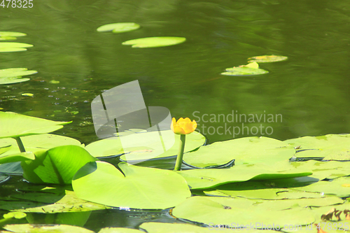 Image of yellow flower of Nuphar lutea