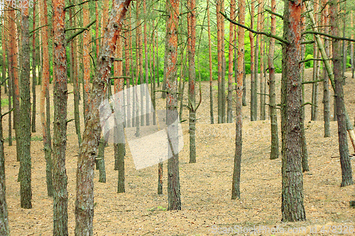 Image of pine forest 