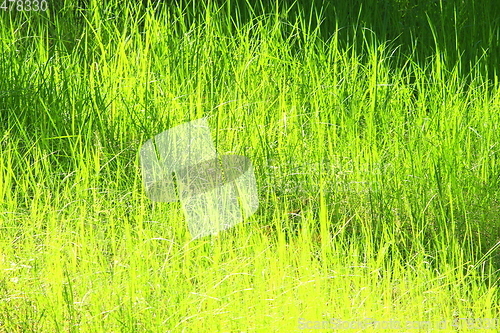 Image of high green grass in the field