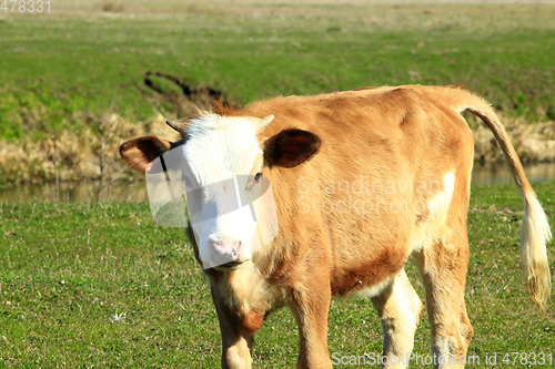 Image of cow on the farm pasture