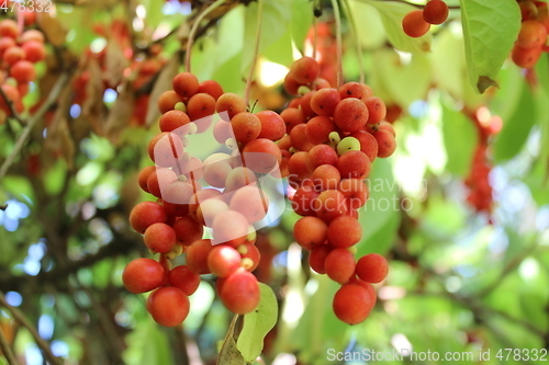 Image of branch of red ripe schisandra 